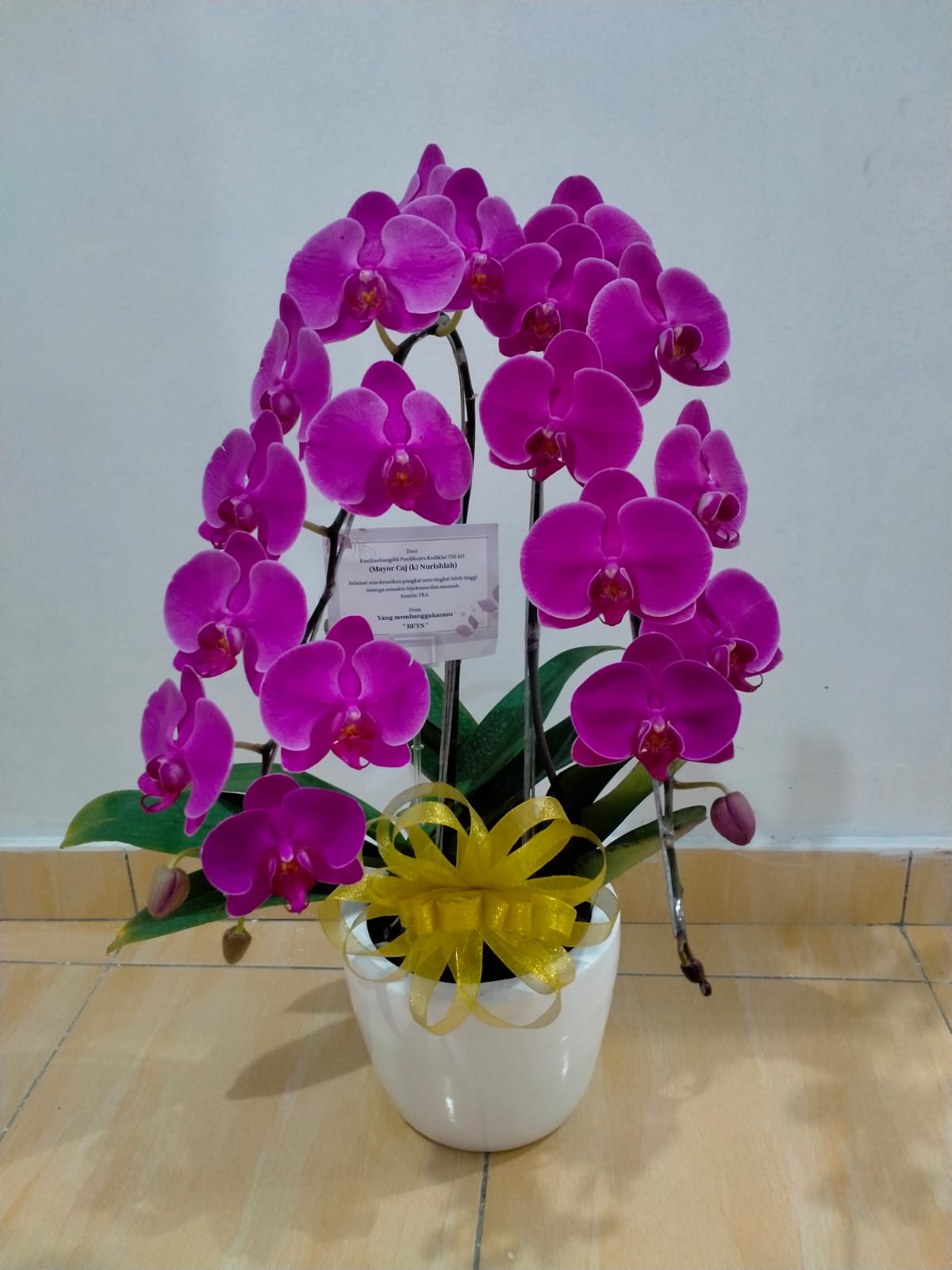 Jual Bunga Anggrek di Bandung